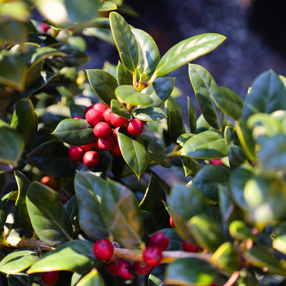 close up shot of shiny foliage and bright red berries on chinese holy shrub