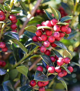 Dwarf Burford Holly