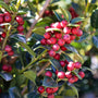 close up view of dwarf Burford Holly loaded with red berries