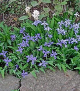 Dwarf Crested Iris
