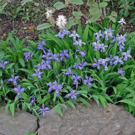 Dwarf Crested Iris