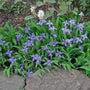 Dwarf Crested Iris perennial with green foliage and purple flower