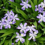 Dwarf Crested Iris purple flowers and green foliage in full bloom from above