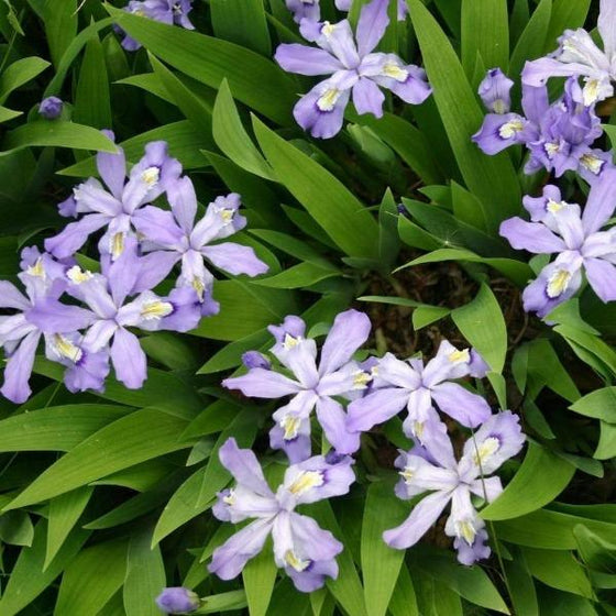 Dwarf Crested Iris purple flowers and green foliage in full bloom from above
