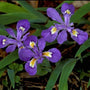 Dwarf Crested Iris showing bright purple flowers and dark green leaves