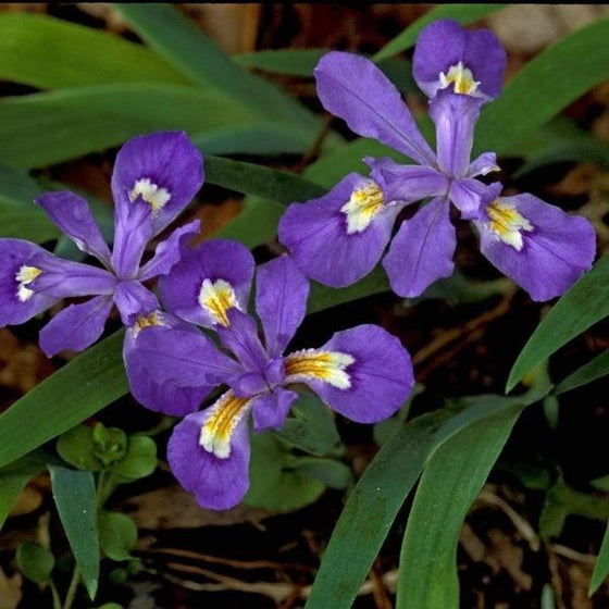 Dwarf Crested Iris showing bright purple flowers and dark green leaves
