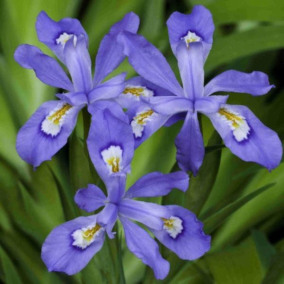 Iris flower in full bloom showing purple petals with white and yellow throats