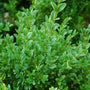 evergreen foliage of the Dwarf English Boxwood shrubs