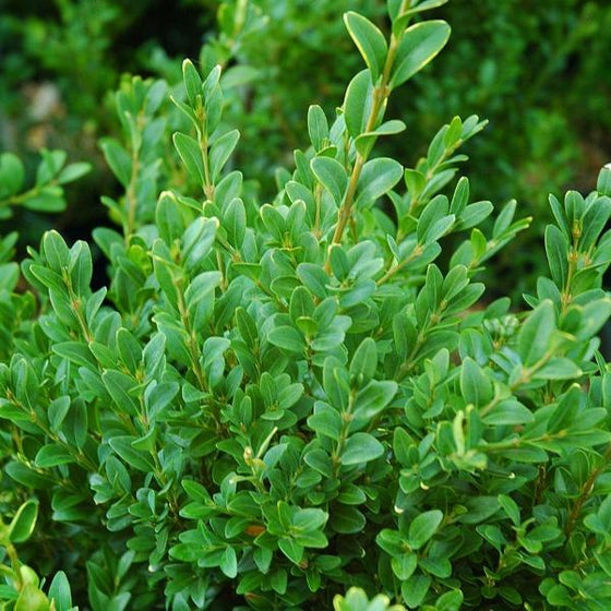 Dwarf English Boxwood Shrubs for Sale | Garden Goods Direct