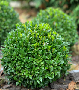 Dwarf English Boxwood