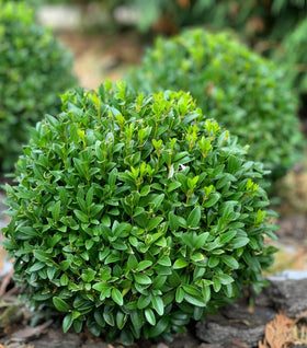 Dwarf English Boxwood