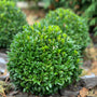 dwarf English boxwood shrub