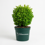A small, neatly trimmed green topiary tree in a dark green plastic nursery pot with the 'Garden Goods' logo, set against a plain white background.