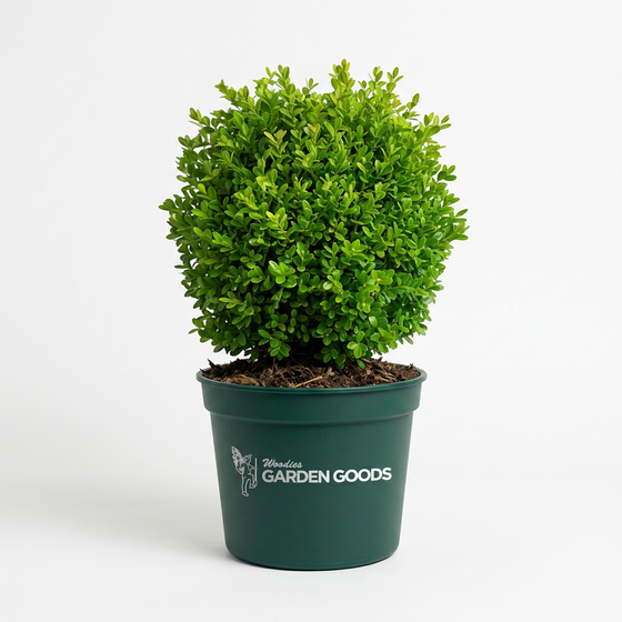 A small, neatly trimmed green topiary tree in a dark green plastic nursery pot with the 'Garden Goods' logo, set against a plain white background.