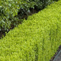 Dwarf English Boxwood shrub new spring growth