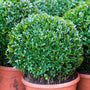 Dwarf english boxwood growing in patio containers