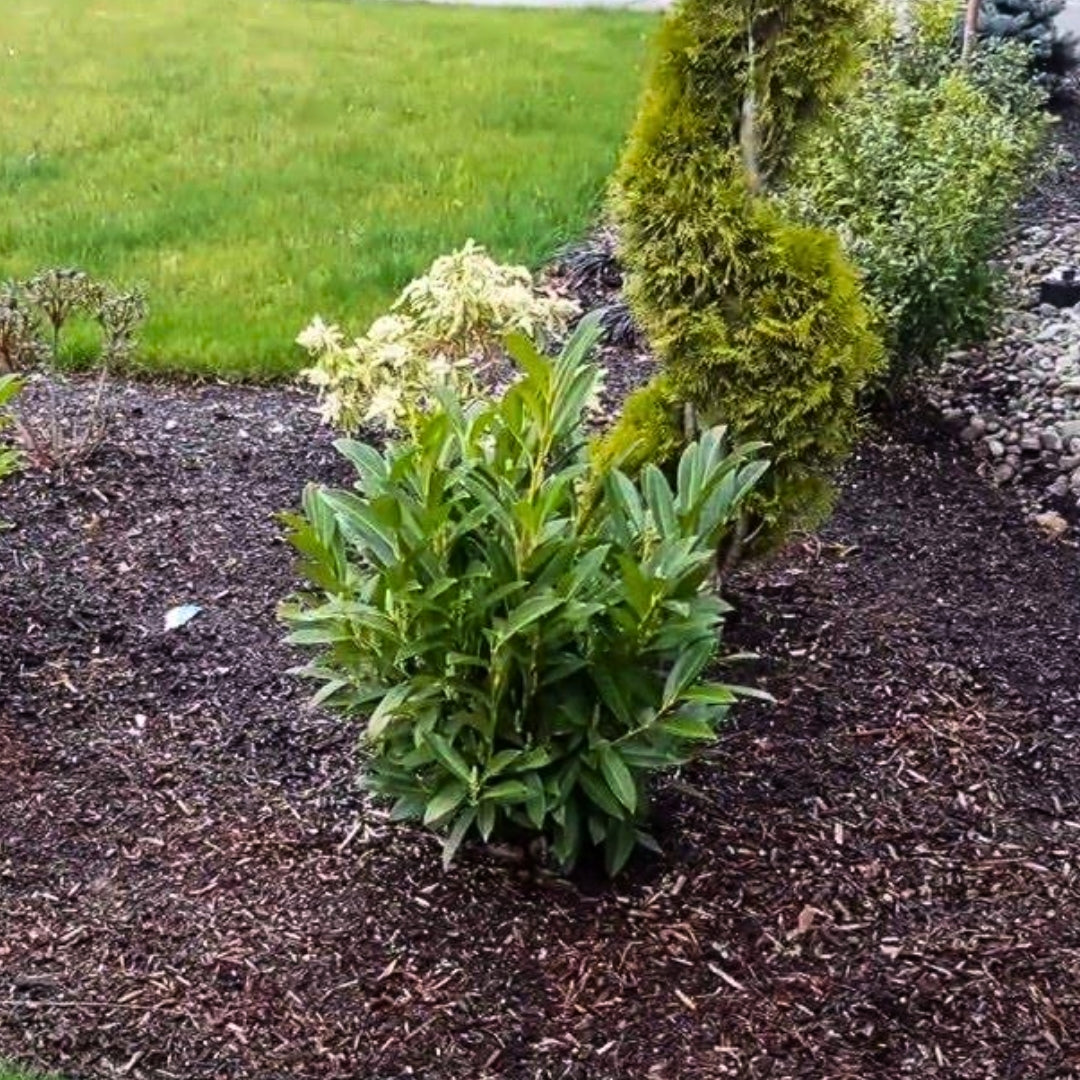 best fertilizer for laurel plants Dwarf English Laurel