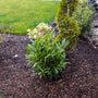 dwarf english laurel shrub as single specimen plant in the landscape