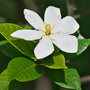 stark white flower of gardenia radicans creeping gardenia blooming in spring