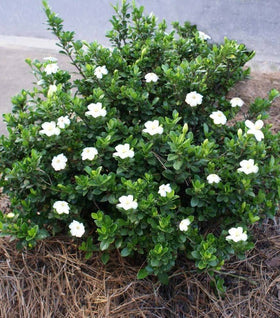 Dwarf Gardenia Radicans