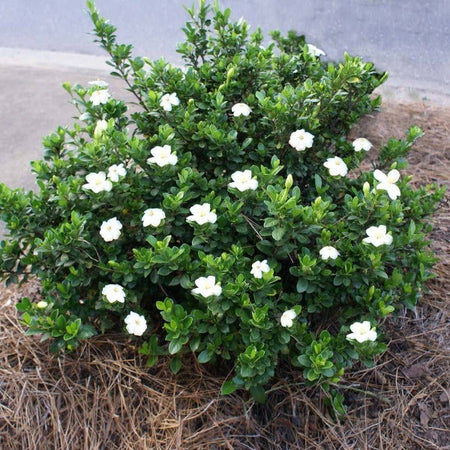 dwarf-gardenia-radicans-