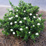 dwarf gardenia radicans with double white fragrant flowers dark glossy leaves