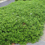 dwarf gardenia radicans as evergreen groundcover before blooming