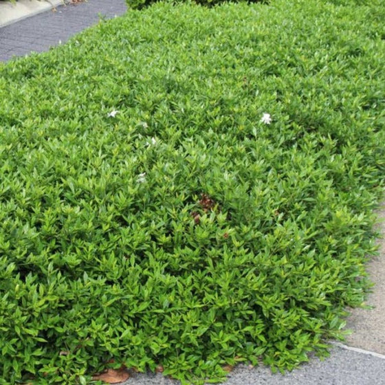 dwarf gardenia radicans as evergreen groundcover before blooming