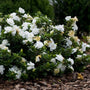 snow white flowers in late spring on gardenia radicans dwarf cape jasmine