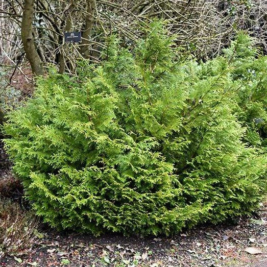 Dwarf Hiba Cedar for Sale | Garden Goods Direct