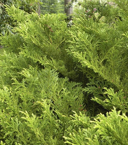 Dwarf Hiba Cedar