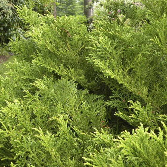 Dwarf Hiba Cedar for Sale | Garden Goods Direct