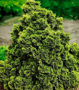 Golden Dwarf Hinoki Cypress