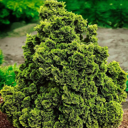 Golden Dwarf Hinoki Cypress