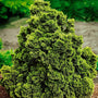 Dwarf hinoki cypress slow-growing evergreen