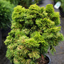 close up view of vibrant golden evergreen foliage on dwarf hinoki cypress