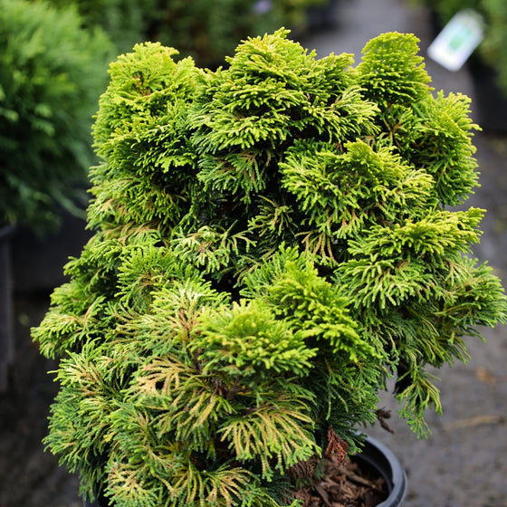 close up view of vibrant golden evergreen foliage on dwarf hinoki cypress