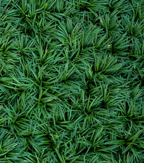 Dwarf Mondo Grass