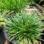 dwarf mondo grass has a small mount of green glossy foliage