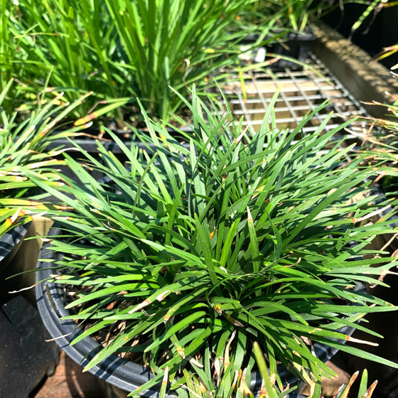 dwarf mondo grass has a small mount of green glossy foliage
