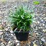 Pointy lush green clumps with stunning edges from the dwarf mondo grass plants