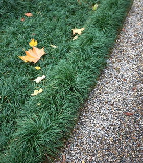 Dwarf Mondo Grass