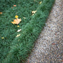 Ophiopogon japonicus dwarf mondo grass groundcover