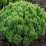 Green Dwarf Mugo Pine