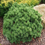 Dwarf Mugo Pine evergreen foliage