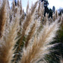 Dwarf Pampas Grass fall plumes