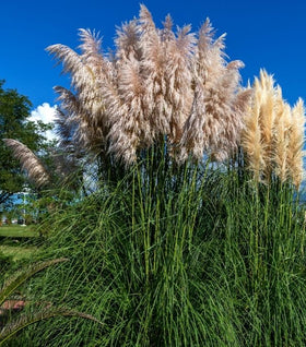 Dwarf Pampas Grass