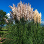 Cortaderia selloana Pumila dwarf pampas grass