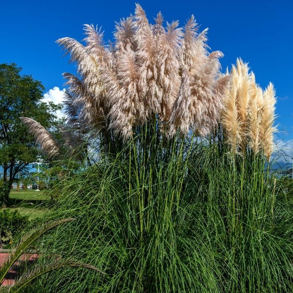 pampas grass indoor plant Dwarf Pampas Grass 'Pumila'