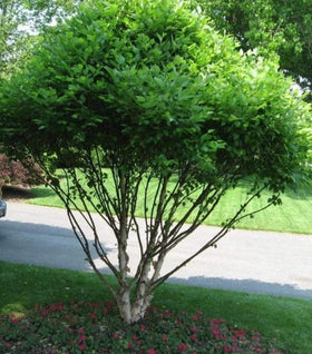 Dwarf River Birch Little King